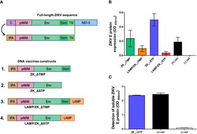 Enhanced immunogenicity and protective efficacy in mice following a Zika DNA vaccine designed by modulation of membrane-anchoring regions and its association to adjuvants